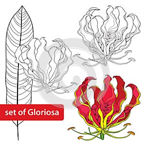 Set of Gloriosa superba or flame lily, tropical flower and leaf isolated on white background. Poisonous plant. photo