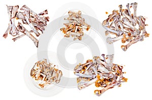 Set of gnawed chicken bones isolated on white