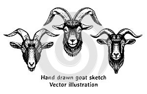 Set of goat head hand drawn vector illustration. Goat head drawing in vintage engraving style. Mountain sheep illustration. photo