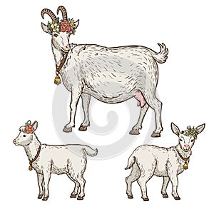 Set of goats with floral wreath and bell on the neck, animal husbandry, hand drawn illustration