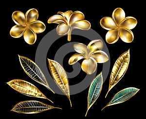 Set of gold plumeria on black background