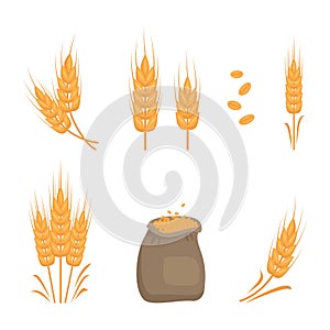 Set of golden ear of wheat, grains for making flour, baking bread and other food products and bag of seeds