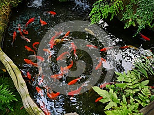 Set of golden fish swimming in pond