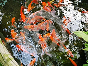 Set of golden fish swimming in pond