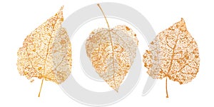 Set of golden leaves skeletons. Fallen foliage for autumn designs. Natural leaf of aspen and birch. Vector illustration