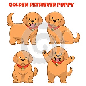 Set of golden retriever puppy dog