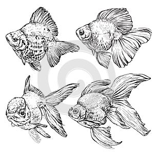 Set of Goldfish. Vector illustration