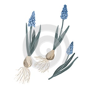 Set of grape hyacinths with onion, roots, leaves and blossom. Muscari plant isolated on white background. Vector