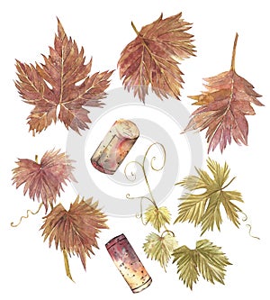 Set of Grape Leaf. Isolated white Background. Hand drawn watercolor illustration.