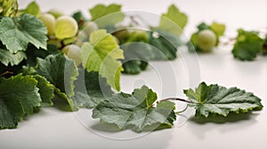 Set of grape leaves on a white background. Isolated