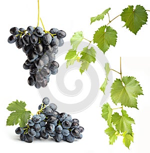 Set of grapes and grapevine leaves on white