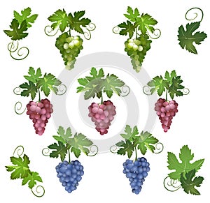 Set of grapes with green leaves - vector