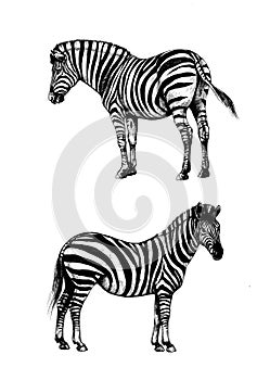 Set graphic background illustration, zebra wild horse