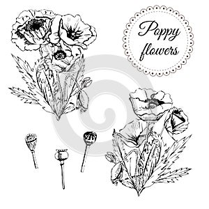 Set with graphic boquets of poppy flowers with leaves. Hand drawn monochrome sketch isolated on white background