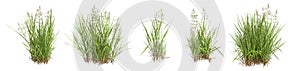 Set of grass bushes isolated. Creeping Bentgrass. Agrostis stolonifera. Transparent PNG. photo