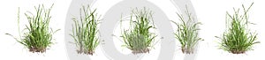 Set of grass bushes isolated. Perennial ryegrass. English ryegrass. Lolium perenne. Transparent PNG. photo