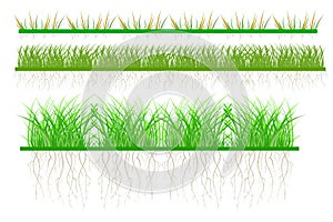Set grass isolated on white background.