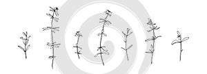Set of grass outlines. Hand drawn herb collection. Black plants sketch vector on white background. Herb wildflower decorative