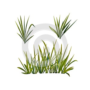A set of grass on a white background. Watercolor illustration of meadow plants. Botanical image. Summer herbs. Wild-growing.