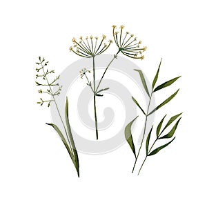 A set of grass on a white background. Watercolor illustration of meadow plants. Botanical image. Summer herbs. Wild-growing.