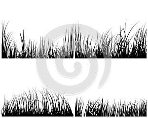 Set of grasses photo