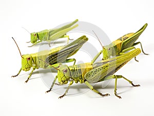 Set Grasshoppers isolated on white background