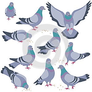 Set of Gray Doves in Motion