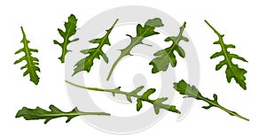 Set of green arugula leaves isolated on white background. Eruca sativa photo