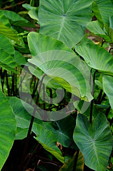 Set of green bon leaves in vegetable garden with soft background.