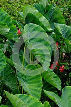 Set of green bon leaves in vegetable garden with soft background.