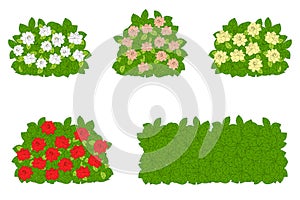 Set of green bushes with flowers. Summer flowering shrubs in full bloom of beautiful Gardenia jasminoides or Cape jasmine.