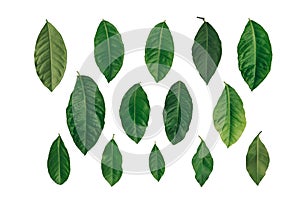 Set of green citrus leaves isolated on white background