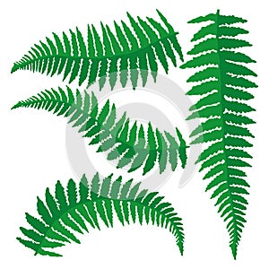 Set of green ferns.