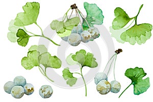 Set of green ginkgo biloba branches. Leaves and berries isolated on white background. Hand drawn watercolor