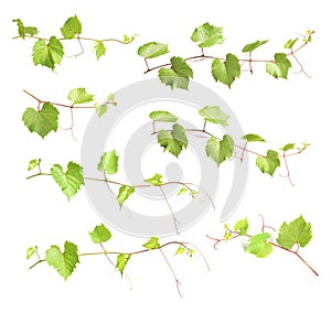 Set with green grape branches