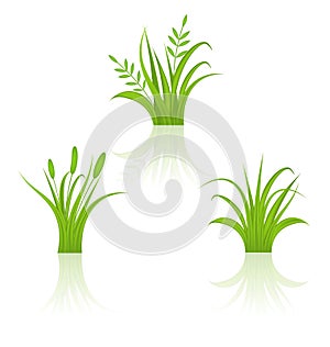 Set green grass isolated on white background