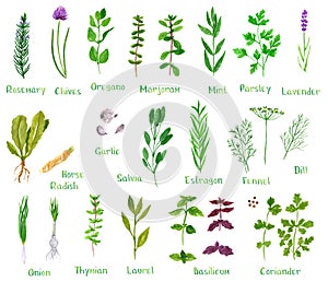 Set of green herbs