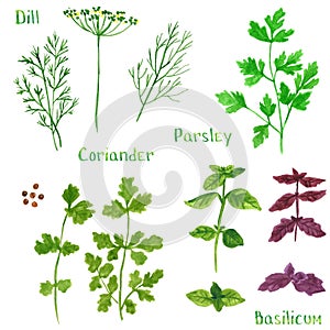 Set of green herbs, dill, fennel, coriander, parsley, watercolor illustration
