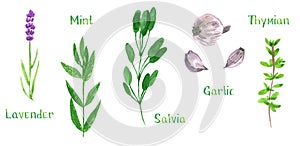 Set of green herbs, lavender, mint, sage, salvia, garlic, thyme, watercolor illustration