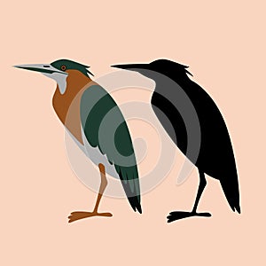 Set green heron, vector illustration, flat style,