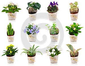 Set of green house plant and flower