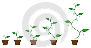 Set of green icons - plant growth phase