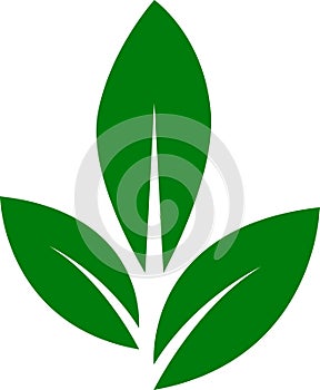 Set of green leaf icons. Eco, bio, natural, vegan icon. Vector illustration.