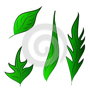 Set of green leafs vector illustration