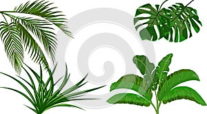 Set. Green leaves of banana, coconut , monstera and ogawa. Bush. Tropical theme. for print, picture or postcard