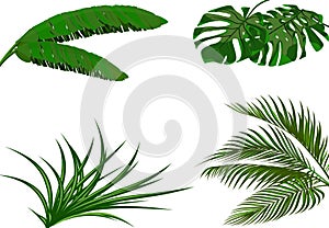 Set. Green leaves of banana, coconut , monstera and ogawa. Tropical theme. Colorful graphic design for print, picture or