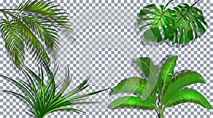 Set. Green leaves of banana, coconut, monstera and ogawa. Tropical . On a transparent background with a shadow