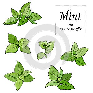 Set of green leaves mint and melisa cut out on white background. Vector hand drawn botanical illustration photo