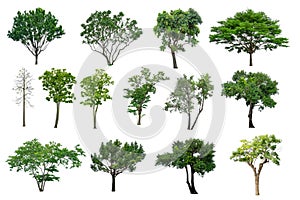 Set of green leaves trees collection isolated on white background, die cut with clipping path