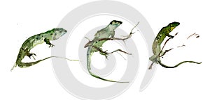 Set of green lizards on the white background. Watercolor painting.